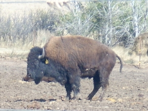 A bison farm along the Missouri River, close to the North Dakota/South Dakota border, October 2009.